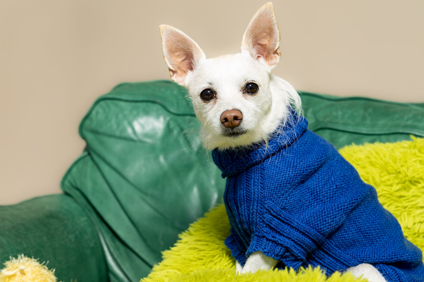 Lucky Dog Sweater Kit