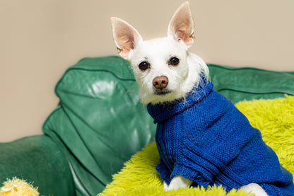 Lucky Dog Sweater Kit